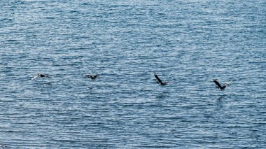 Patagonya 'nın yeşil doğasında yabani kaz