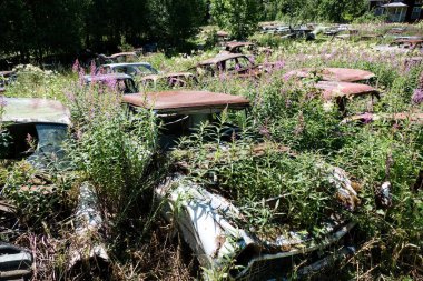 Norveç sınırındaki basbas fanous araba mezarlığı