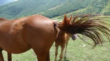 Kafkas dağlarında at