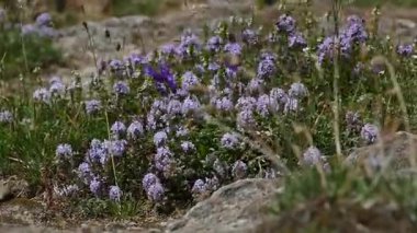 Kafkas dağlarında çiçekler açar.