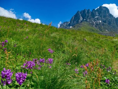 Renkli güzel çiçekler yazın dağlarda çiçek açıyor.