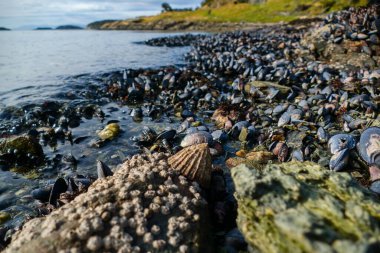 İnanılmaz güzel, doğal kuzey kıyıları.