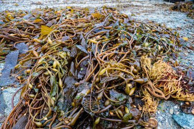 İnanılmaz güzel, doğal kuzey kıyıları.