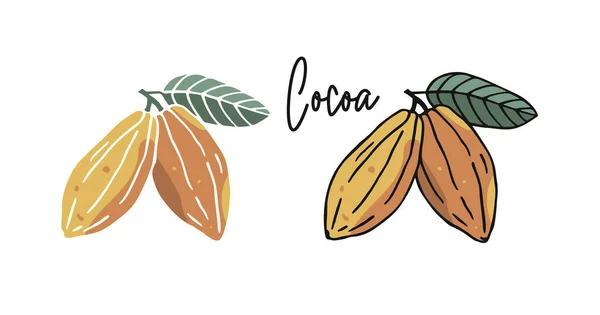 Fèves Cacao Dessinées Main Illustration Plate Deux Versions — Image vectorielle