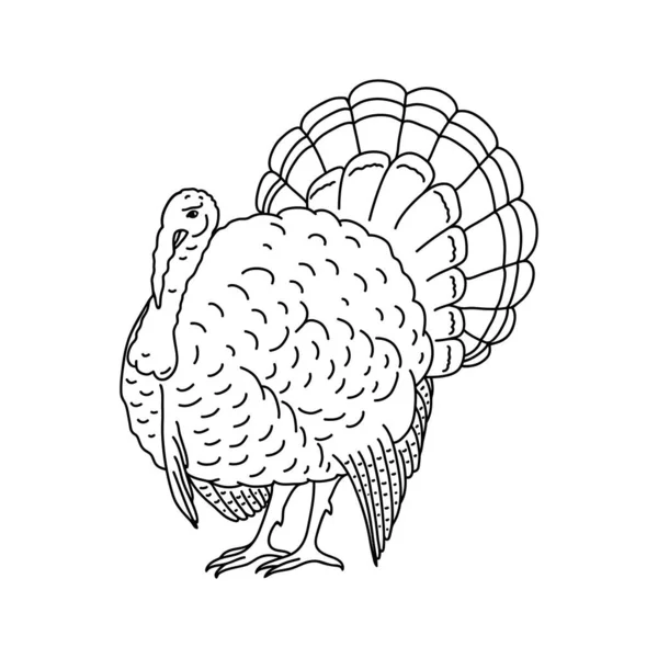 Ręcznie Rysowany Szkic Indyczego Ptaka Dobre Dla Kart Święto Dziękczynienia — Wektor stockowy