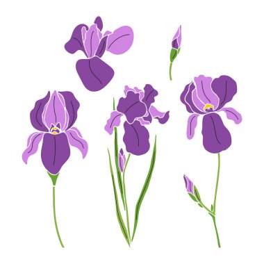 Set of iris flowers isolated on white background. Hand drawn vector illustration