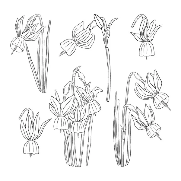 Zestaw Narysowanych Linii Narcissus Triandrus Kolekcja Konturów Kwiatów Żonkili — Wektor stockowy