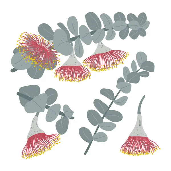 Rama Eucalipto Con Flores Ilustraciones Botánicas Dibujadas Mano — Archivo Imágenes Vectoriales