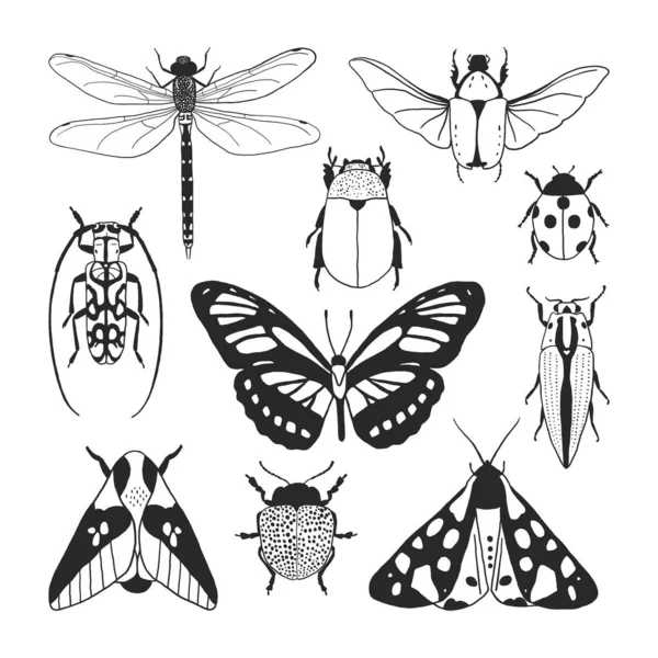 Kolekcja Wektorów Różnych Owadów Motyl Rysunkowy Chrząszcze Ważka Ćmy Ilustracje — Wektor stockowy