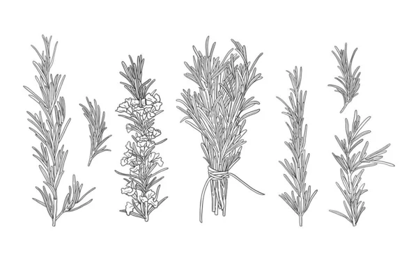 Ensemble Vectoriel Branches Romarin Noir Blanc Dessinées Main Illustration Herbes — Image vectorielle