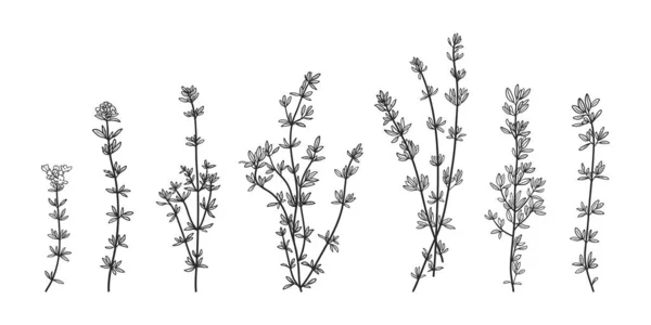 Jeu Thym Dessiné Main Branches Feuilles Isolées Thym Cuisson Herbes — Image vectorielle