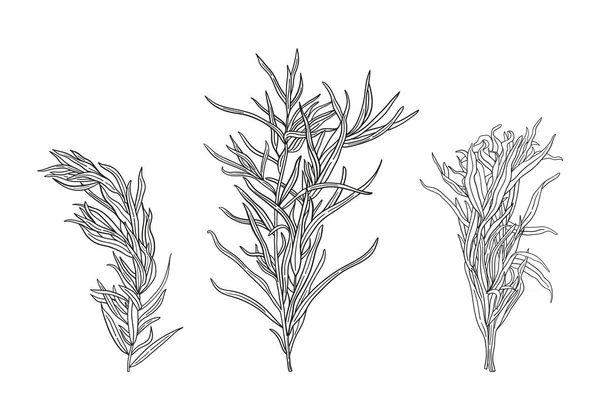 Tarragon Διάνυσμα Χέρι Που Εικονογράφηση Σύνολο Μαγειρικό Και Φαρμακευτικό Βότανο — Διανυσματικό Αρχείο