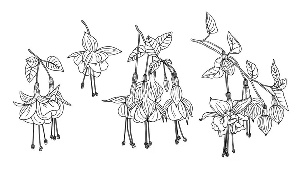 白い背景にフクシアの花の異なる枝のセット 手描きイラスト — ストックベクタ