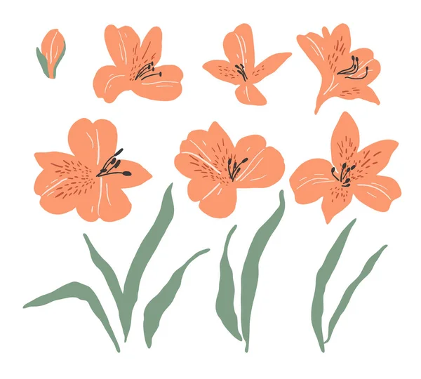 Zestaw Ręcznie Rysowane Alstroemeria Kwiaty Liście Streszczenie Prostej Ilustracji — Wektor stockowy