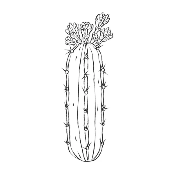 Кисть Рисовала Кактус Цветами Стилизованное Черно Белое Растение — стоковый вектор
