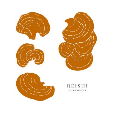 El yapımı Reishi mantarları. Alternatif tıp.