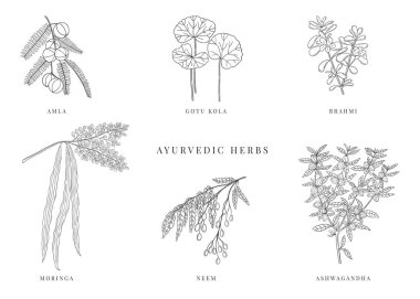 Ayurvedic bitkiler el çizimi vektör seti. Alternatif tıbbi bitkiler Neem, Ashwagandha, Amla, Gotu Kola, Brahmi ve Moringa. Geleneksel bitki terapisi