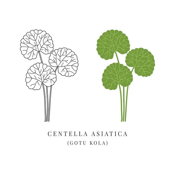 Centella asiatica ayurvedic bitki basit bir çizim. Gotu kola bitkisi. Alternatif tıp. Kozmetik malzeme
