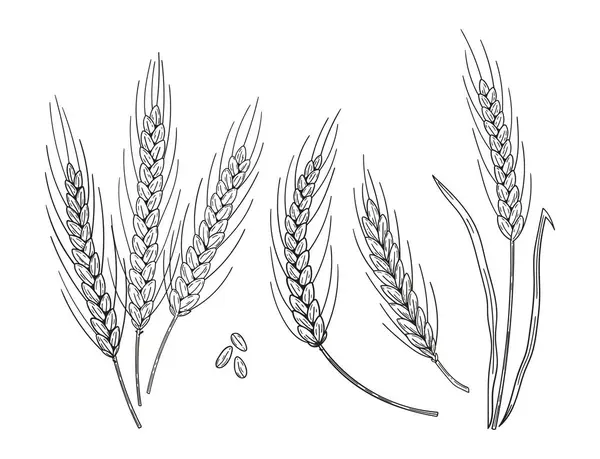 Set Hand Drawn Wheat Ear Spikes Bakery Food Concept Hand — Stock Vector