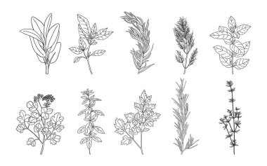 El yapımı otlar ve baharatlar. Doğal mutfak bitkilerinin çizimi. Aromatik bitkilerin botanik çizimleri
