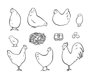 Kümes hayvanları - basit çiftlik hayvanları çizimleri - tavuklar, yavrular, horoz ve yumurtalar. Siyah ve beyaz renk biçimi, beyaz arkaplanda izole