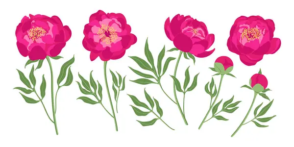 Набор Элементов Пионских Цветов Ботаническая Иллюстрация Коллекция Пионов Белом Фоне Стоковая Иллюстрация