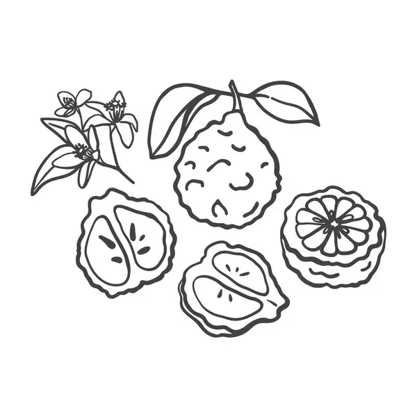 El yapımı bergamot meyvesi. Etiket, logo, ambalaj tasarımı, poster, menü için Citrus koleksiyonu