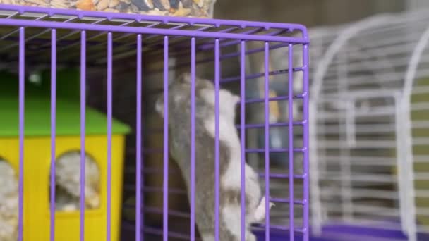 Hamster Domestik Abu Abu Memanjat Close Pet Berbulu — Stok Video