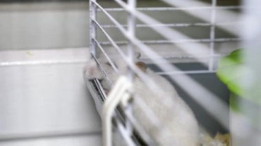 Kafesi kemiren beyaz bir hamsterın videosu, özgürlüğe susamışlık.