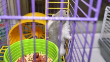 Evine giden merdivene tırmanan gri bir hamsterın yakın çekimi. Evcil hayvan, kürklü.