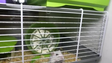 Kafesi kemiren beyaz bir hamsterın videosu. Evcil bir hamsterın yakın çekimi. Evcil hayvan, kürklü.