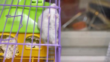 Evine giden merdivene tırmanan gri bir hamsterın yakın çekimi. Evcil hayvan, kürklü.