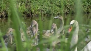 Gölde yüzen tüyler yerine gri tüyleri olan genç kuğular yaz mevsiminde genç nesil kuğular.