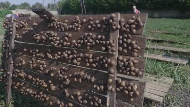 Çiftlikteki Salyangozlar Çiftlikte Bir Sürü Salyangoz Var Salyangoz Yetiştiriyorum Nsanlar — Stok video