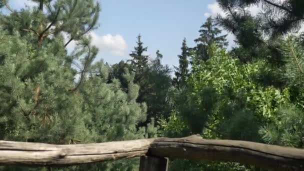 Υπέροχη Θέα Από Την Ξύλινη Βεράντα Προς Καταπράσινο Δάσος — Αρχείο Βίντεο