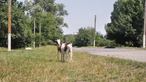 Goat Eats Grass Goat Grazes Meadow Close Farm Animal — Stock Video