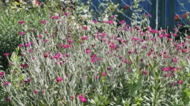 Küçük pembe çiçekler çiçek tarhında yetişir..