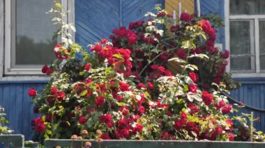 Çiçekler evin yakınındaki bir çiçeklikte. Kırmızı çalı.