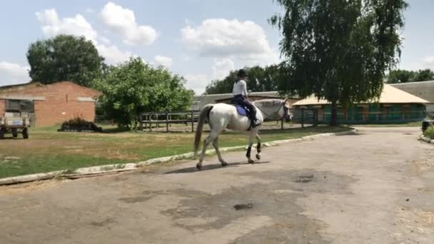 Bílý Kůň Zblízka Kůň Jezdcem — Stock video