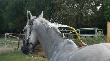 Beyaz at, yakın plan. At bir hortumdan suyla yıkanır..
