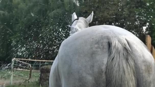 Bílý Kůň Zblízka Kůň Omytý Vodou Hadice — Stock video