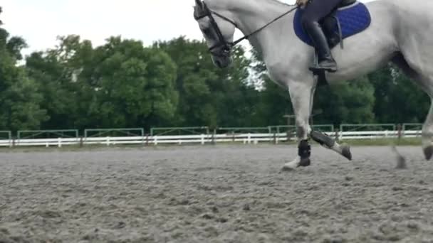 Biały Koń Zbliżenie Koń Jeźdźcem — Wideo stockowe