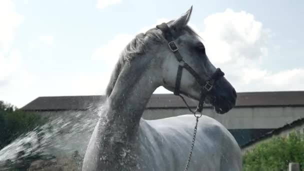 Wit Paard Close Het Paard Wordt Gewassen Met Water Uit — Stockvideo