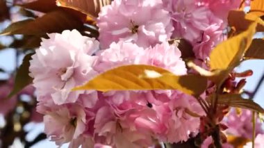 Bahar çiçekleri açıyor. Çiçek açmış kiraz, sakura çiçeği..