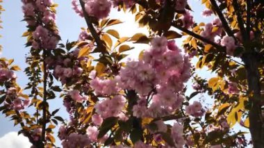 Bahar çiçekleri açıyor. Çiçek açmış kiraz, sakura çiçeği..