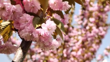 Bahar çiçekleri açıyor. Çiçek açmış kiraz, sakura çiçeği..