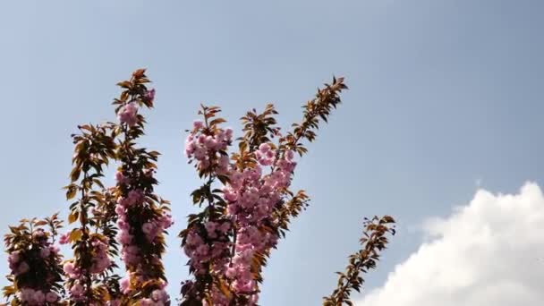 Lentebloemen Bloeien Kersenbloesem Volle Bloei Sakura Bloem — Stockvideo