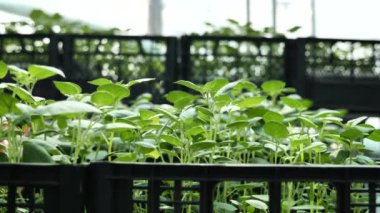 Bitkilerle dolu bir sera, patates tohumlarıyla dolu bir kutu..