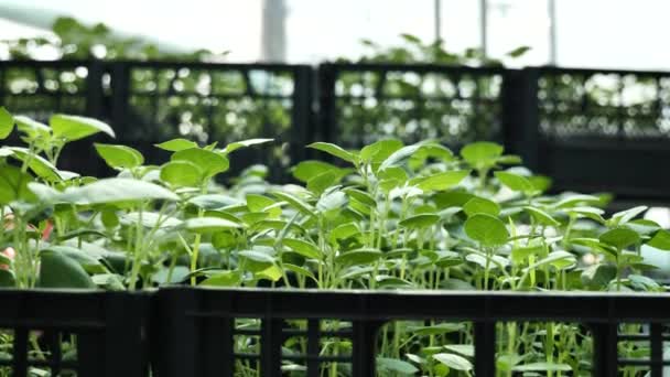 植物が付いている温室 ジャガイモの苗が付いている箱 — ストック動画