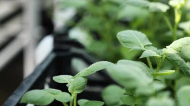 Bitkilerle dolu bir sera, patates tohumlarıyla dolu bir kutu..